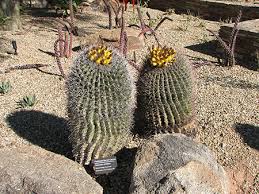 We believe in offering you the most accurate seeds/plants with collection data from around the world. Ferocactus Wislizeni