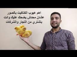 أهم عيوب الكتاكيت بالصور وازاي تشتري كتاكيت صح بدون غش من التجار والشركا In 2021 Food Vegetables