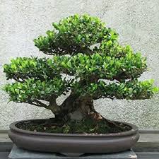 Image result for Dalbergia martinii