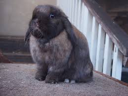 Judging the Holland Lop - LOTS OF LOPS RABBITRY
