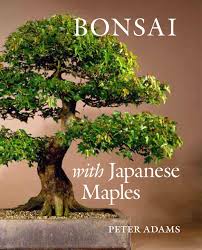 It is one of the most popular varieties of bonsai plant. Bonsai With Japanese Maples Amazon De Adams Peter D Fremdsprachige Bucher