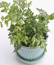 Brie passano many ferns will thrive in the great indoors while adding a lush look to any room. Three Dogs In A Garden Collectable Houseplant Ferns