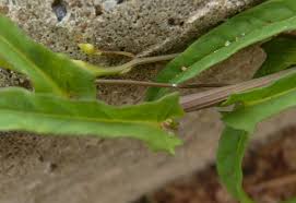 Image result for Xenostegia pinnata