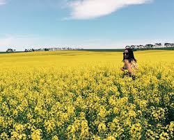 This type of opening of. These Amazing Yellow Fields Are What Instagram Dreams Are Made Of