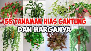 Meski begitu, tanaman ini sangat menyukai tempat yang lembap sehingga. 55 Jenis Tanaman Hias Gantung Yang Paling Diminati Tahun 2021 Youtube
