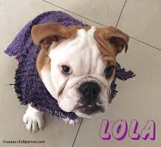 As such, the name that you select for your bulldog could be one that celebrates her strength and fortitude, or just one that speaks to her fun and loving personality. 600 Unforgetabble Bulldog Names To Begin A Beautiful Friendship