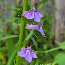 Image result for Embelia libeniana