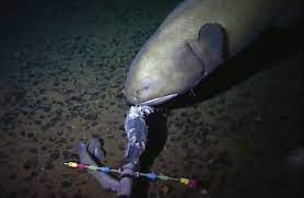 Nggak ada kehidupan laut selain amphipods. Ternyata Ada Kehidupan Di Dasar Samudera Sedalam 11 3 Km Mongabay Co Id Mongabay Co Id