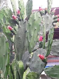 If you need to transplant them, wait until the overwatering is sure to kill a cactus! Cactus Succulent Plants Free Fast Ship 3 Spineless Thornless Edible Nopales Prickly Pear Cactus Pads Alp Prodavnica Rs