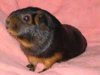 Shop a huge online selection at ebay.com. List Of Guinea Pig Breeds Wikipedia