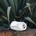 Porcelain Coupon Codes Discounts And Promos Wethrift Com
