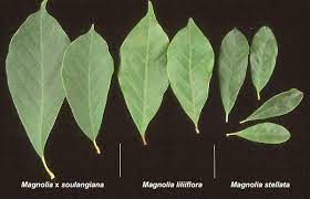Magnolias are prized worldwide for their flowers and forms. Magnolia Soulangiana Landscape Plants Oregon State University