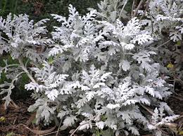 Some plants with silver foliage have a thick coat of foliar wax. Silver Leaves Foliage Free Photo On Pixabay