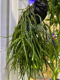 Image result for Huperzia