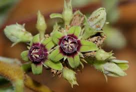 Image result for Raphionacme procumbens