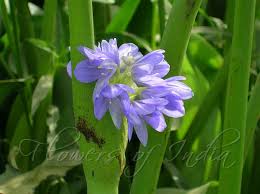 Image result for Monochoria