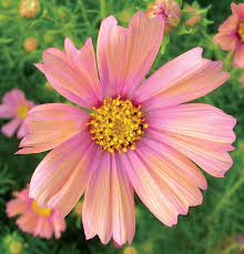 Cosmos Bipinnatus Apricot Buy Online At Annie S Annuals