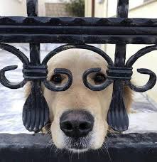 Puppies For Sale Adelaide [Cheap discounts 2025]