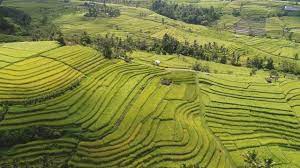Mldspot 3 Wisata Sawah Terasering Di Indonesia
