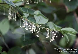 Image result for Phyllanthus inflatus