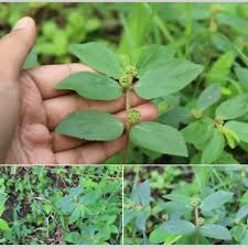 Image result for Euphorbia hirta