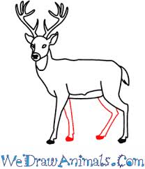 Well start with a graphite pencil sketch designing the typical structure of deer antlers from scratch. How To Draw A Deer
