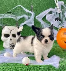 Pups for rehoming. Dm for details.