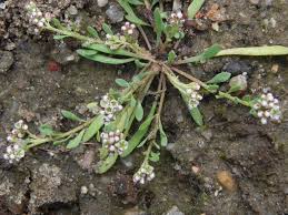 Image result for Corrigiola