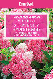 Bloom struck hydrangea plant with pink and purple flowers How To Grow Vanilla Strawberry Hydrangeas That Ll Make The Neighbors Jealous Vanilla Strawberry Hydrangea Strawberry Hydrangea Hydrangea Varieties