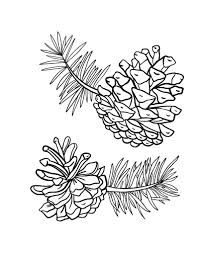 Printable Pine Cone Coloring Page Free Pomme De Pin Dessin Dessin Noel Pomme De Pin