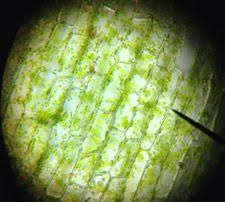 We did not find results for: Plant Cell Lab Onion And Elodea Plant Cell Plants Plant Structure