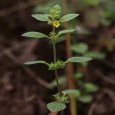 Image result for Elytraria acaulis