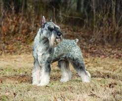 A dachshund schnauzer mix is the result of breeding a dachshund with a schnauzer. Schnauzer Dog Breed Profile Petfinder