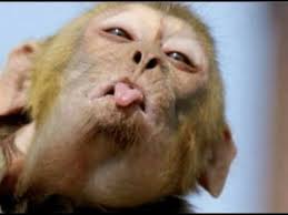 Bandar New Funny Video 2018 Funny Video One Like Monkeys Funny Monkey Pose Funny Animal Pictures