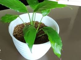 Cara menanam cabe rawit secara organik maupun non organik sebenarnya prinsipnya sama. Cara Menanam Bunga Peace Lily Dan Perawatannya Tanaman Buah