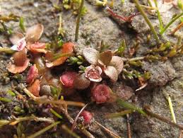 Image result for Elatine