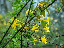 Image result for Gelsemium