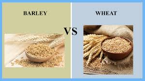 Barley has a higher fiber content in it than wheat. Barley Vs Wheat Thosefoods Com