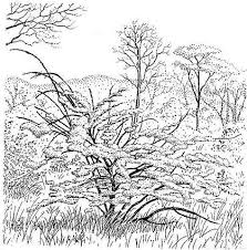 Image result for Combretum paniculatum