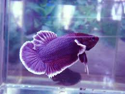 Photo By Tadaaa11 Betta Fish Betta Betta Fish Types