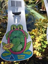 Image result for Marsilea nubica