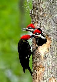 Birds Of East Texas Pictures Pin By Beth Chewtwice On Birds Of A Feather Beautiful Birds Birds Woodpecker