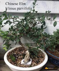 Tulip poplar trees in bucks county. Bonsai Seeds At Sheffield S Seeds For Sale Tree Seeds Shrub Seeds Flower Seeds Vine Seeds Herb Seeds Grass Seeds Vegetable Seeds