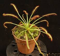 Image result for Drosera