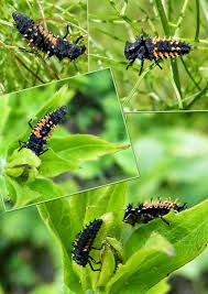 Larves Coccinelles Asiatiques Coccinelle Asiatique Larve Coccinelle Coccinelle