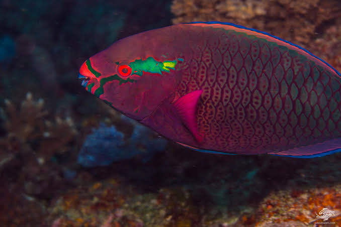 Swarthy Parrotfish-Facts and Photographs | Seaunseen