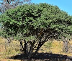 Image result for Acacia mellifera