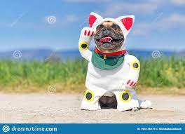 Dog Cat Dressed Up Photos Free Royalty Free Stock Photos From Dreamstime