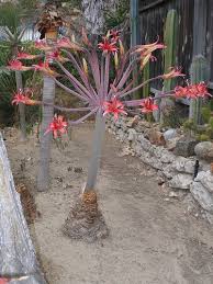 Image result for Brunsvigia