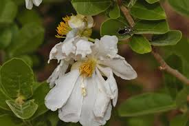 Image result for Xylotheca tettensis